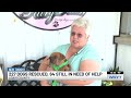 227 dogs rescued from Kentucky home; nonprofit joins rescue