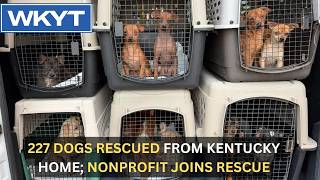 227 dogs rescued from Kentucky home; nonprofit joins rescue