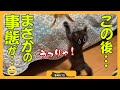 【保護子猫】「保護から10日で大復活！猫じゃらしで拗ねる子猫」家族10日目