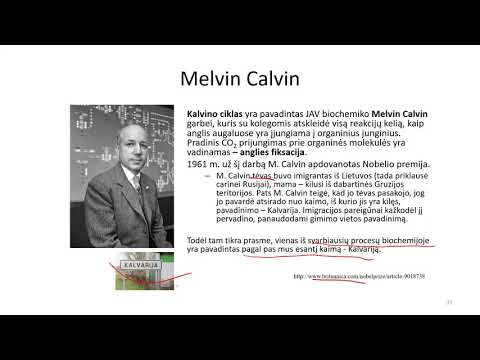 Video: Kaip Calvin ciklas gamina gliukozę?
