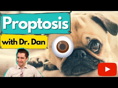 Proptosis in the dog.  Dr. Dan explains why it happens and how they are fixed