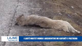 I Lartë Mbetet Numri I Aksidenteve Me Kafshët E Pastreha