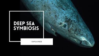 Deep Sea Symbiosis | The Key to Survival screenshot 2