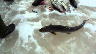 DSCF1648.AVI