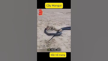 Rắn hổ mang khi đối đầu Cầy Mangut sẽ ra sao #shorts