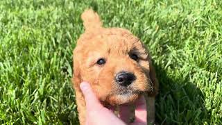 Frankie Goldendoodle For Sale - Toy Goldendoodle - Family Bred Puppies