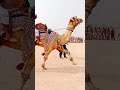        اونٹ اونٹ کی ڈانس