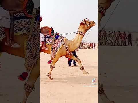        اونٹ اونٹ کی ڈانس