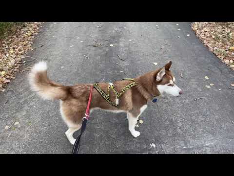 فيديو: Mushing With Your Dog: الأساسيات