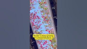 The Hidden Beauty of Everyday Life