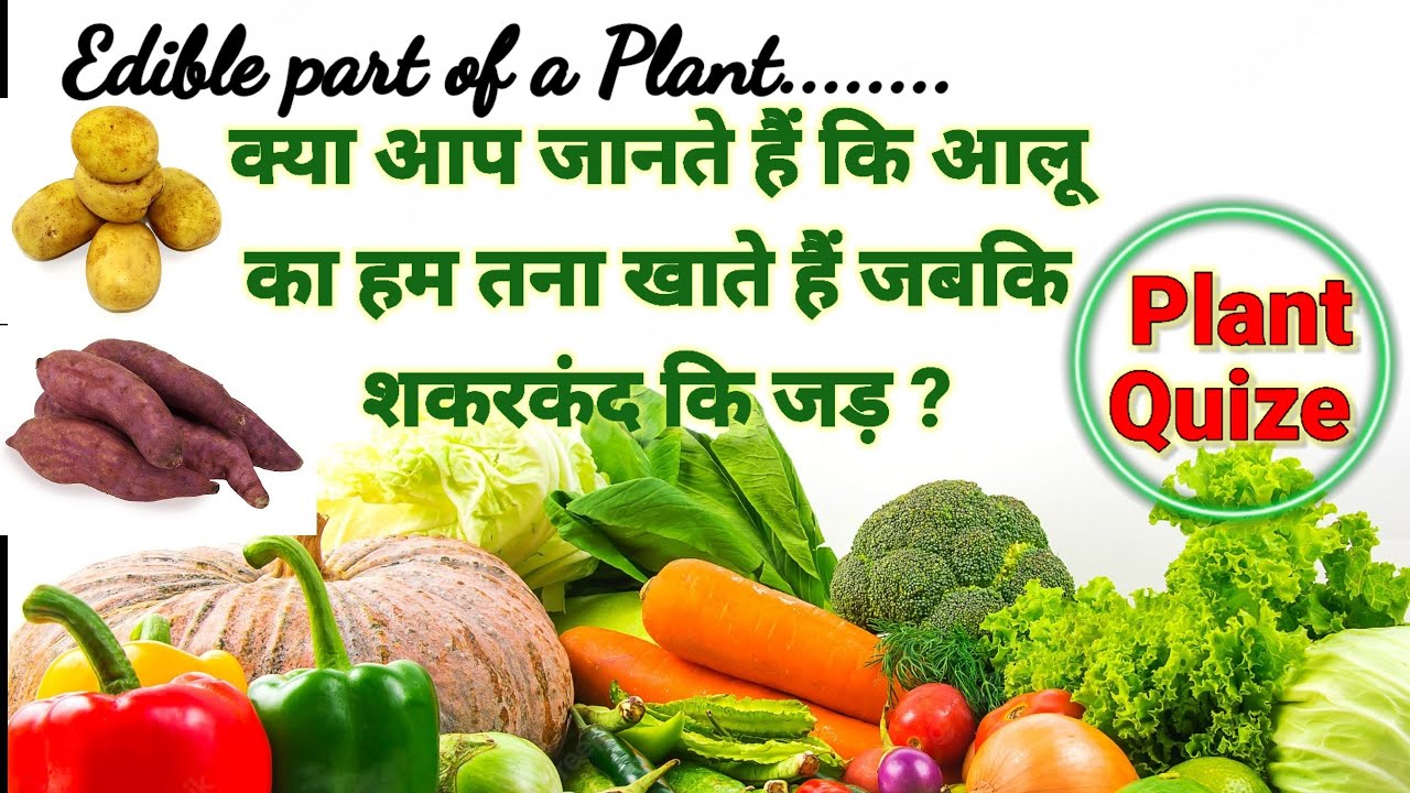 Plant Quiz।Puzzle with Plants। Edible Part of a Plant। YouTube