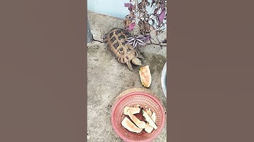 con rùa được bắt từ rừng về nuôi #