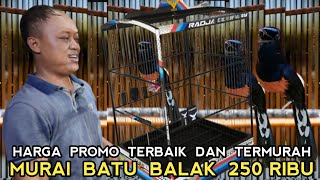 TAK SEMAHAL JAMANKU !! MURAI BATU SEMEWAH INI CUMA 250 RIBU DI PASAR BURUNG PRAMUKA