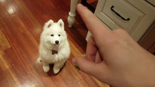 Samoyed Puppy Shows Off Her New Tricks!  Nukka the Samoyed