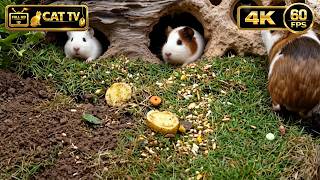 [NO ADS] CAT TV 😺 Backyard Neighbors: A Quiet Morning Session with the Pearl-Colored Runners ☀️ 4K