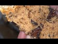 Cookie Butter Dark Chocolate Chunk Banana Bread #bananabread recipe 