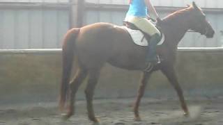 Jordan and Diva - Flatwork