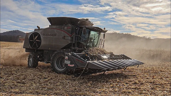 Big Day Harvesting Corn with our Gleaner Combine