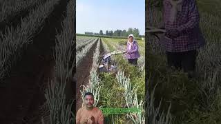 Modern Onion Technology Tips & Tricks #farming #shortsfeed #shorts #trending