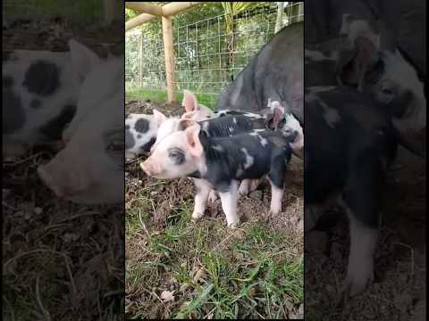 Curious Piglets #animals #summer #farmfun