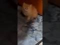 kitten Moment #kitten short