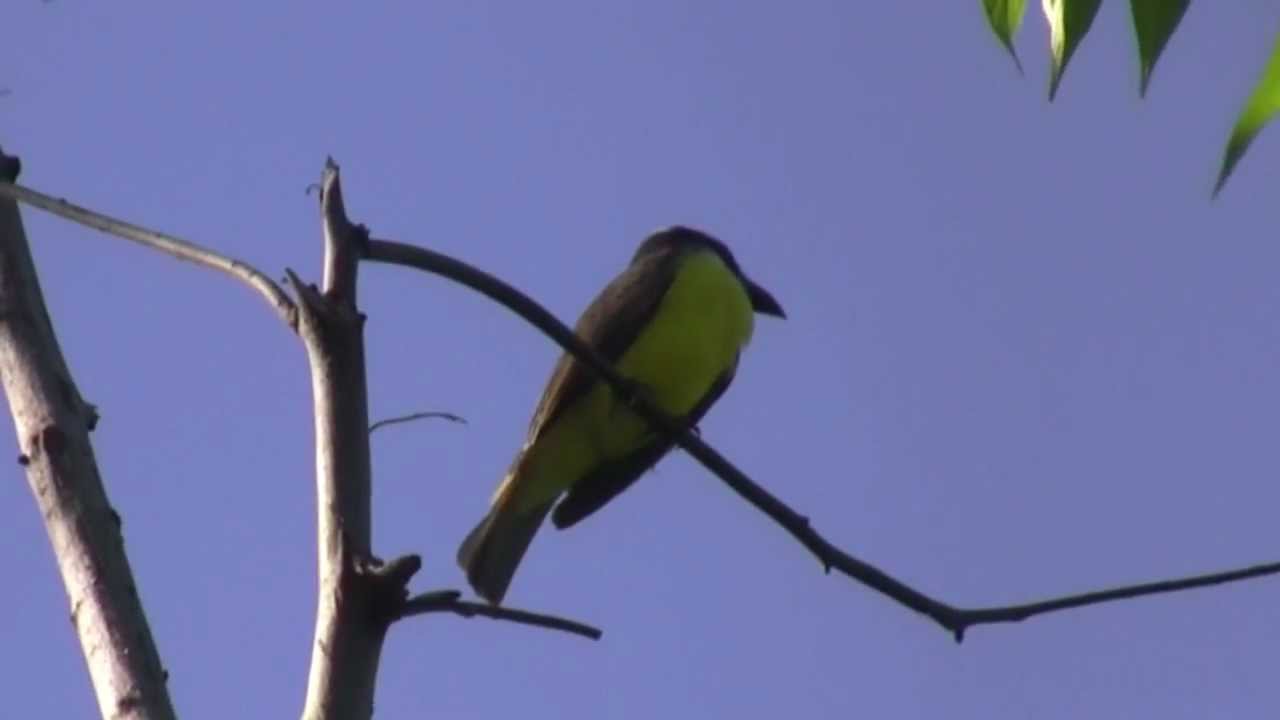 Boat-billed Flycatcher (Megarynchus pitangua)
