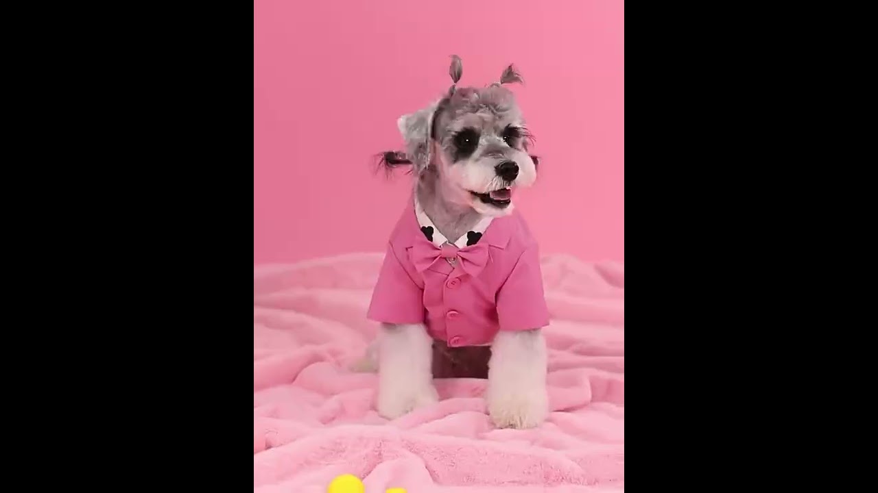 Pink Pet Suits For Party Wedding