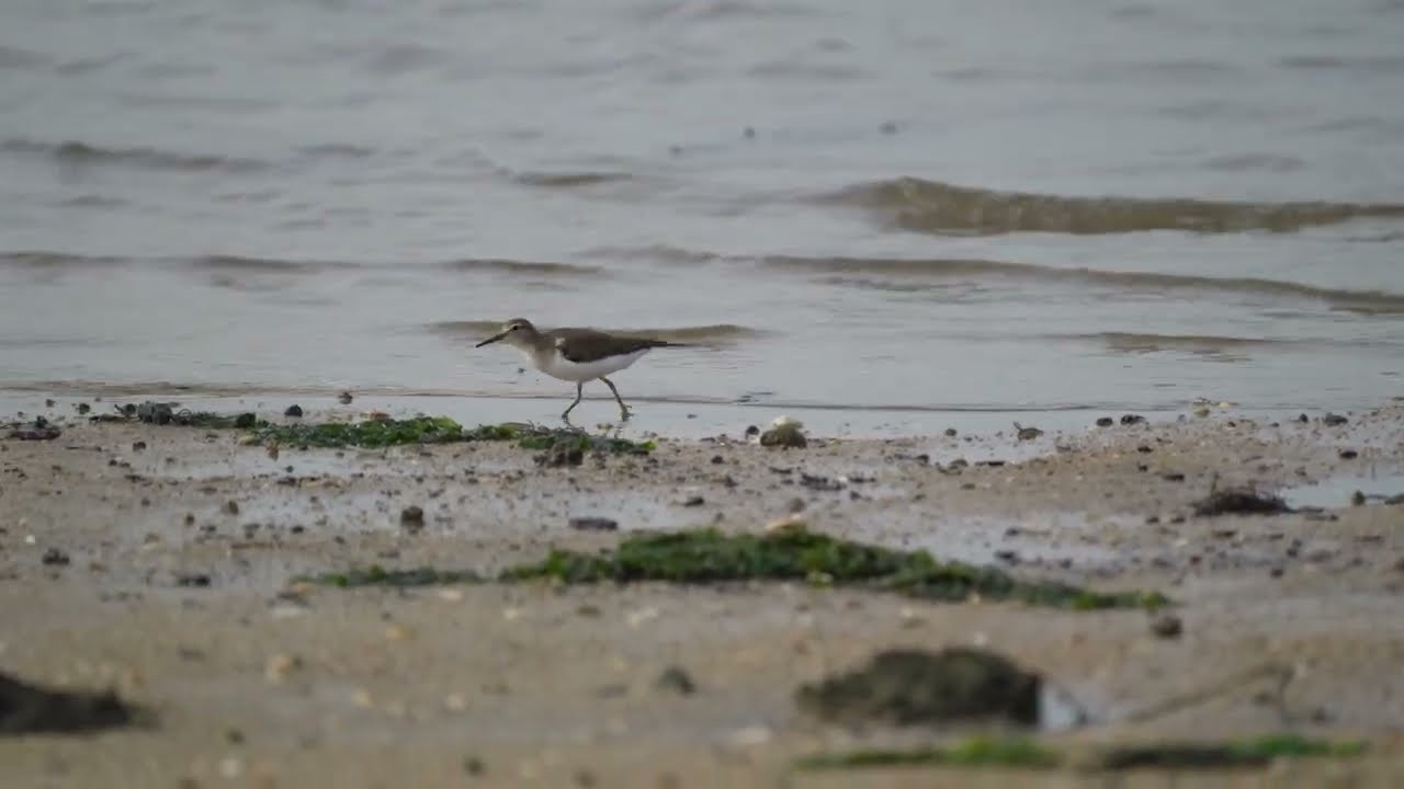 Common Sandpiper's call