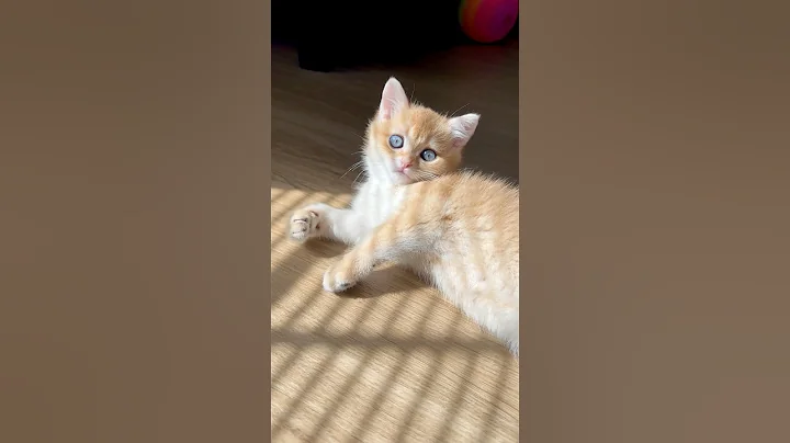 Video 8218391: kitten pets cute britishshorthair, britishshorthair funny pets kitten, britishshorthair cat pets cute, spotted kitten