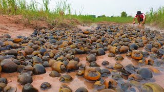 Top  fishing snails!! has a lot of snails crabs and sons eggs at rice field