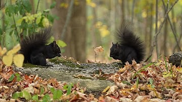 Black Squirrels and Forest Friends in Harmony - 10 Hour Cat TV for Pets to Watch  - Nov 01, 2024