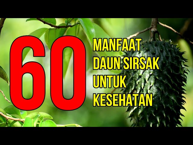 Ma Syaa Allah, Inilah 60 Manfaat Daun Sirsak Untuk Kesehatan class=