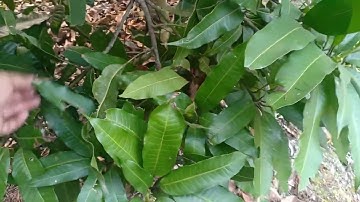 Cách khắc phục hiện tượng chai đầu đọt khi kích xoài hoà lộc