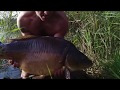 Letni karp 16kg