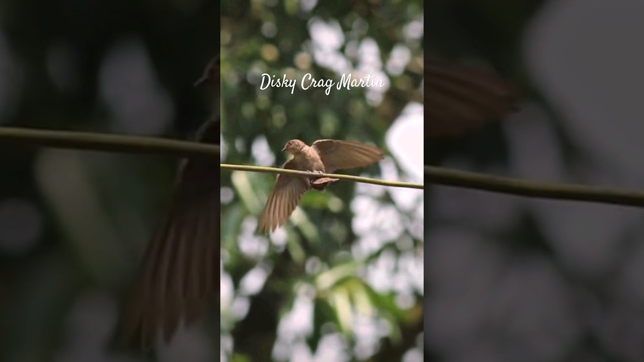 Dusky Crag Martin from Kaluste, Chiplun 