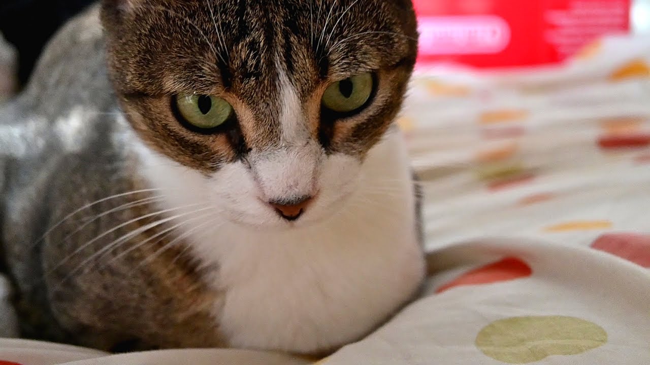 She's Loafing Around...