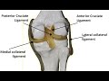 The Knee