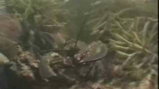 Lobstering on the Benjo at Chatham, Cape Cod (Complete Documentary by Christopher Seufert)