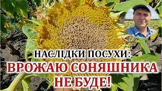 Наслідки посухи: врожаю соняшника не буде!