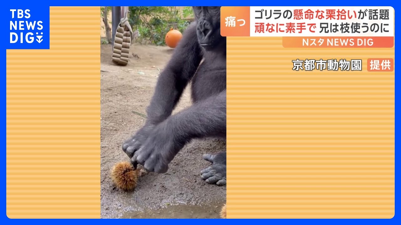 頑なに枝は使わない ゴリラの栗拾い「素手でもちゃんと食べられるもん