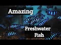 The Most Beautiful and Unique Freshwater Fish