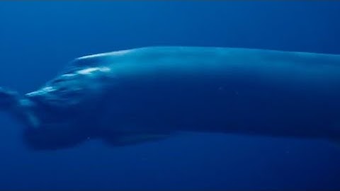 Amazing Dinoworld [2019] - Xiphactinus Screen Time