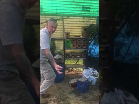 Mainland tiger snake capture in a bird aviary