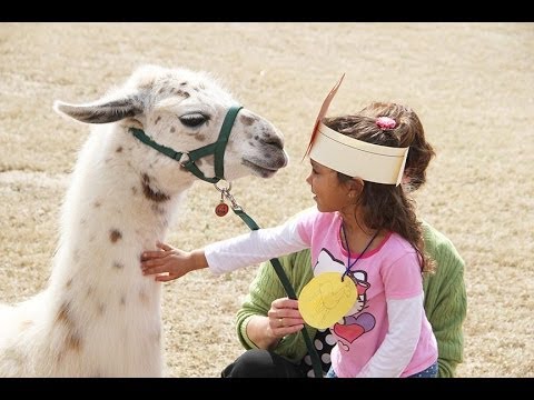 L is Llama @ Millington Elementary School April 2014