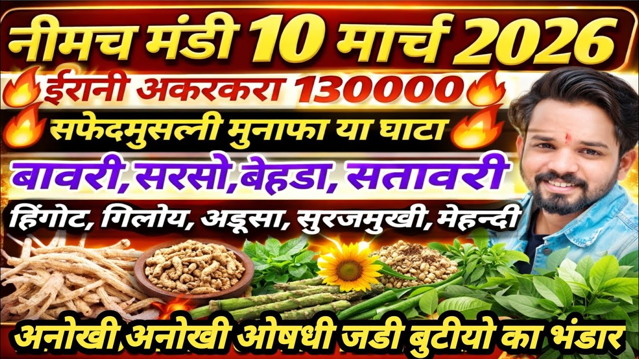 नीमच मंडी भाव। आज का औषधी जड़ी बूटियों का भाव। औषधी भाव। Neemuch mandi bhav today aushdhi bhav 