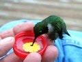 Beautiful hummingbird on man's hand