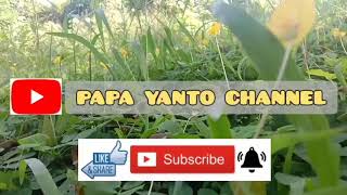 Download Lagu Suara pikat dan pancingan prenjak atas jantan dan betina terbaik MP3 Download Lagu Suara pikat dan pancingan prenjak atas jantan dan betina terbaik MP3