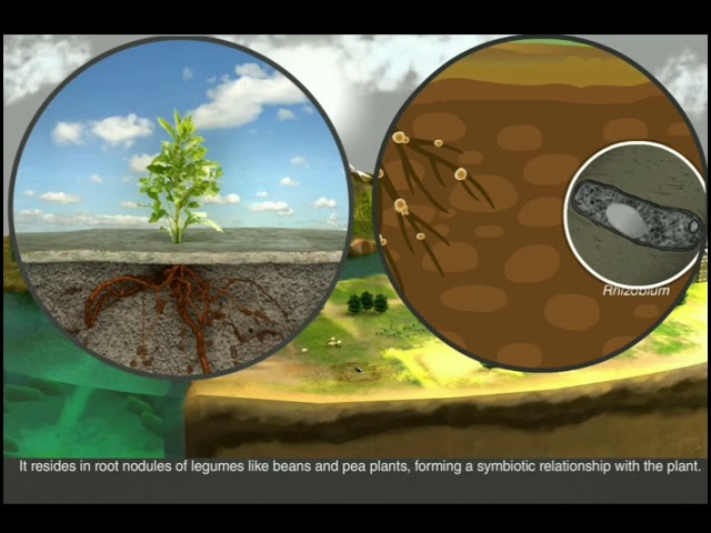 Class 8 Chapter 1 Crop Production And Management Topic - Nitrogen Cycle class=