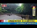 汐止放任5狗衝馬路害騎士慘摔！飼主冷回沒關係 當場惹怒路人｜三立新聞LIVE