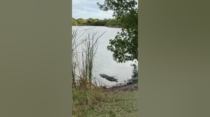 Крокодилы 🐊 во Флориде #сша #америка #америкаизнутри #флорида #нашивсша #нашивамерике #florida